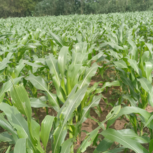 Demplot Jagung Boyolali dan Produk Morgan